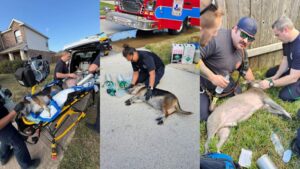 Chó bị nạn trong hỏa hoạn được lính cứu hỏa Sheldon giải cứu