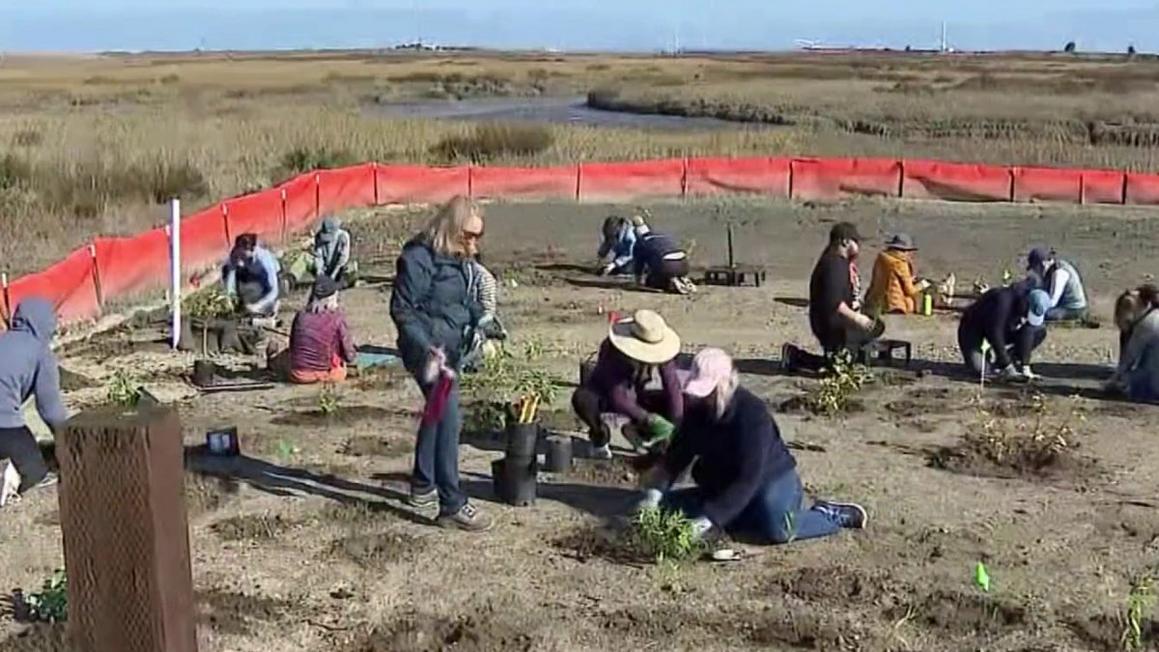 Palo Alto Khởi Công Dự Án Đê Biển Ngang 1 Palo Alto addresses climate crisis with horizontal levee project 1