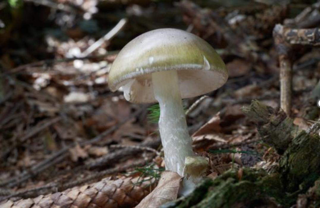 Giới chức California cảnh báo người dân tránh ăn nấm dại sau vụ ngộ độc chết người 1 Poisonous Mushrooms California Outbreak 98797