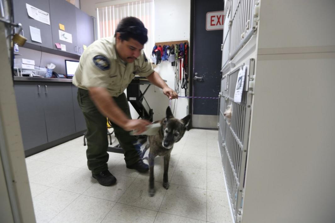 RPE L LOSTPETS 0705 SL 02