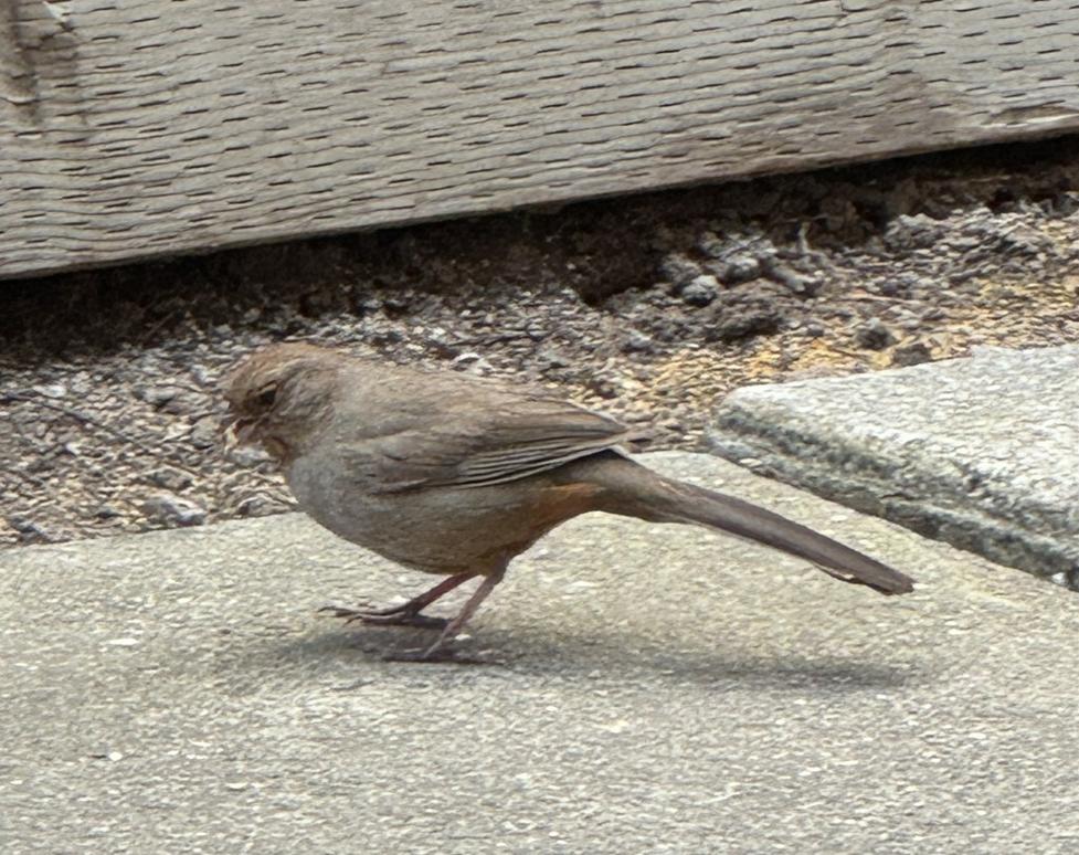 SJM L JOANCOL 0512 01