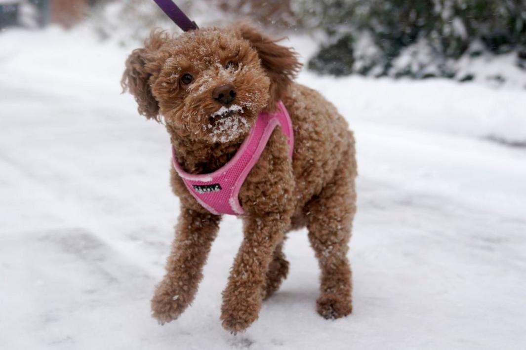 SJM L JOANCOL 1222 01