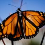 Người theo dõi bướm địa phương hy vọng công nghệ Bluetooth có thể hé lộ bí mật di cư của bướm Monarch 51 Người theo dõi bướm địa phương hy vọng công nghệ Bluetooth có thể hé lộ bí mật di cư của bướm Monarch