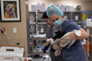 Giới Chức San Jose Bị Chỉ Trích Về Tình Trạng Trại Tế Bần 33 Giới Chức San Jose Bị Chỉ Trích Về Tình Trạng Trại Tế Bần