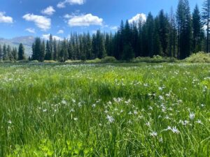 Đề xuất ưu tiên cho các thảo nguyên miền núi trong Dự luật Khí hậu California