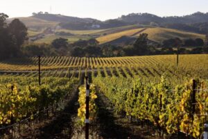Napa County xem xét cho phép nếm rượu vang tại vườn nho 5 Napa County xem xét cho phép nếm rượu vang tại vườn nho