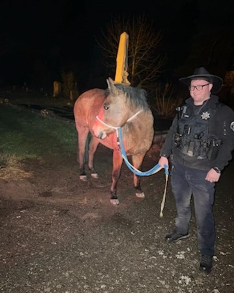 TPD L horserescue 122425 01