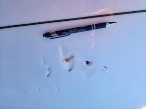 Người lướt ván bị thương trong vụ cá mập tấn công tại Bờ biển Sonoma 36 Người lướt ván bị thương trong vụ cá mập tấn công tại Bờ biển Sonoma