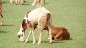 Texas Báo Động về Sâu Bệnh Xâm Lấn Gây Hại cho Đồng Cỏ 19 Texas Báo Động về Sâu Bệnh Xâm Lấn Gây Hại cho Đồng Cỏ