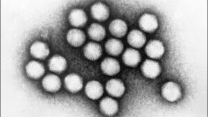 Tìm hiểu về Adenovirus: Virus đường hô hấp phổ biến