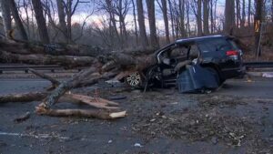 Cây đổ đè trúng xe SUV ở Philadelphia, hai người bị thương