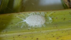 Chính quyền Texas Cảnh báo Nông dân về Sâu bệnh Mới 33 Chính quyền Texas Cảnh báo Nông dân về Sâu bệnh Mới