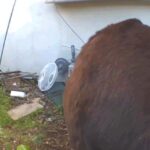 Gấu ‘khổng lồ’ vẫn sống trong gầm nhà sau nhiều lần ‘tống cổ’ bất thành