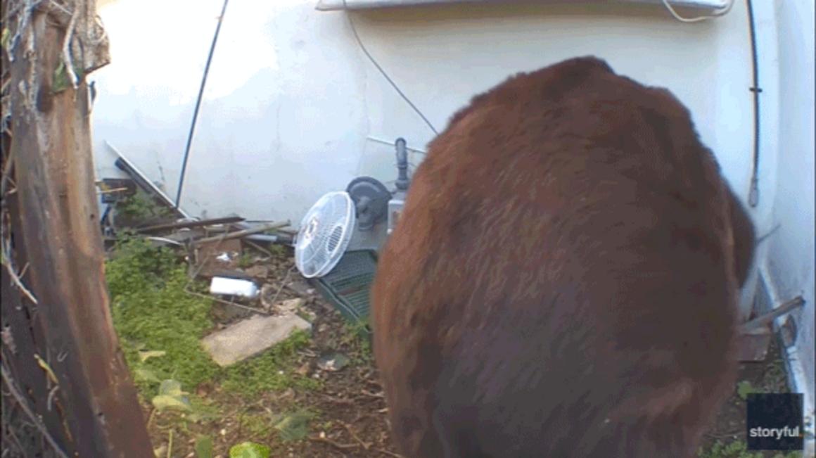 bear squeezes into home