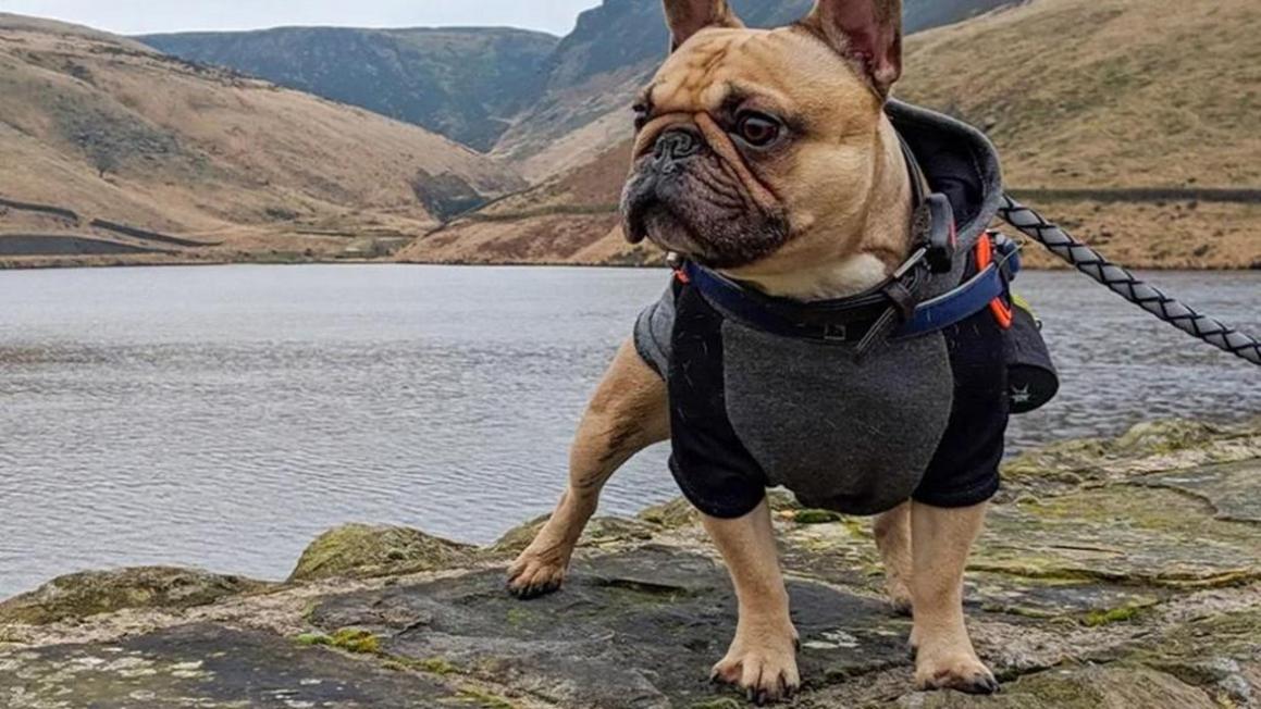 Sắm áo choàng cho cún cưng: Mùa đông không lạnh! 1 best dog hoodie