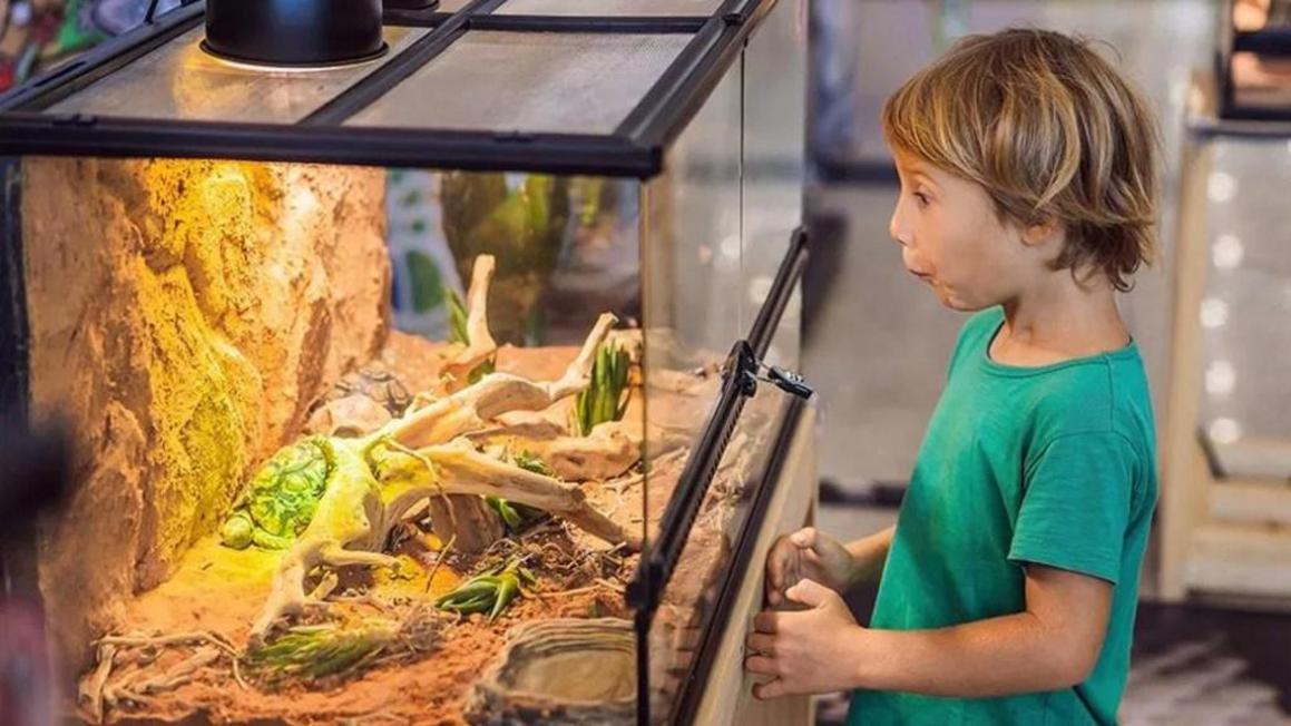 Bí quyết chọn nắp lồng nuôi bò sát và lưỡng cư tốt nhất 1 best reptile amphibian terrarium