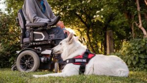 Áo Vest Dành Cho Chó Dịch Vụ: Những Điều Cần Biết