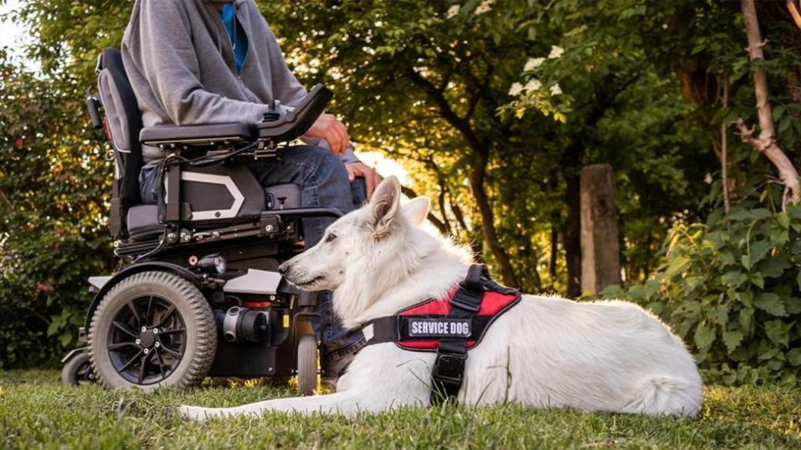 Áo Vest Dành Cho Chó Dịch Vụ: Những Điều Cần Biết 1 best service vests for dogs 813333