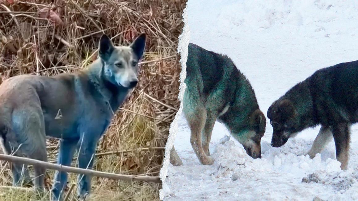 blue dogs of chernobyl