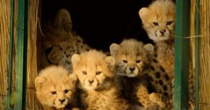 Loạt phim tài liệu về thiên nhiên mới nhất của Apple TV đã ra mắt