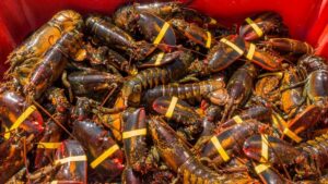 Vụ trộm tôm hùm trị giá $400,000 trên đường đến các cửa hàng Costco