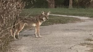 Cư dân Houston tin rằng việc xây xa lộ đã đẩy bầy chó sói vào khu dân cư 35 Cư dân Houston tin rằng việc xây xa lộ đã đẩy bầy chó sói vào khu dân cư