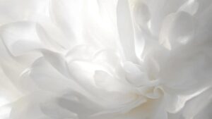 Màu của năm 2026 từ Pantone là Cloud Dancer