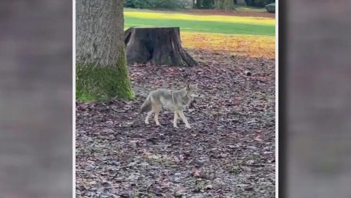 Người đàn ông Seattle và chó bị cáo buộc bị chó sói rình rập trong Công viên Volunteer 1 coyote volunteer park