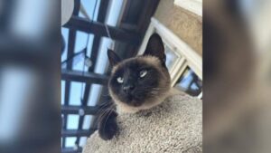 Điều tra hình sự vụ 'mèo' Piper bị tài xế giao hàng 'cuỗm' 35 Điều tra hình sự vụ ‘mèo’ Piper bị tài xế giao hàng ‘cuỗm’