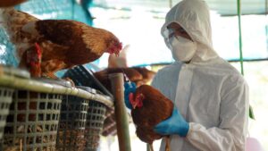 Cảnh báo dịch cúm gia cầm tại Texas: Mối đe dọa đến động vật 2 Cảnh báo dịch cúm gia cầm tại Texas: Mối đe dọa đến động vật