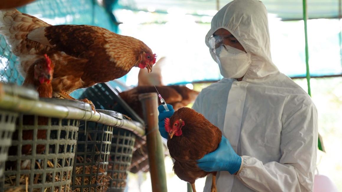 Cảnh báo dịch cúm gia cầm tại Texas: Mối đe dọa đến động vật 1 d899853b 4284 4592 94b7
