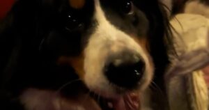 Rạp chiếu phim đón chó và chủ nhân xem 'Zootopia 2' 2 Rạp chiếu phim đón chó và chủ nhân xem ‘Zootopia 2’