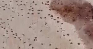 Tóm tắt tin tức: Vấn đề tài chính của ứng viên Vance, Paramount đối đầu Netflix và cuộc đua thị trưởng Miami 35 Tóm tắt tin tức: Vấn đề tài chính của ứng viên Vance, Paramount đối đầu Netflix và cuộc đua thị trưởng Miami