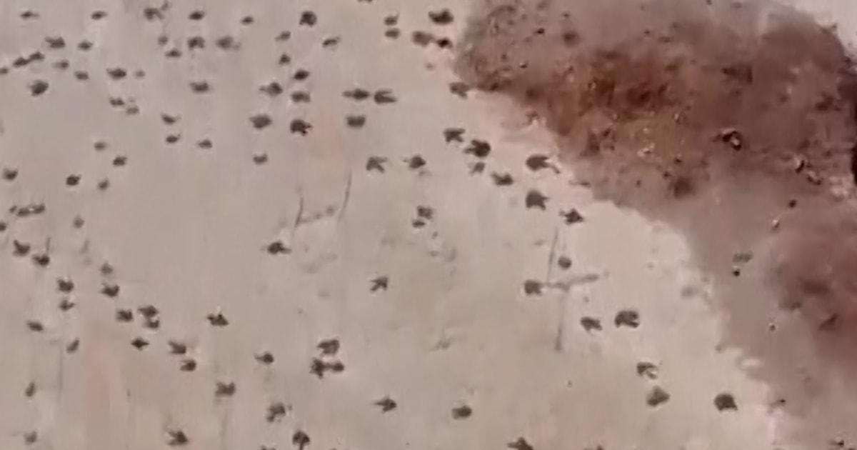 Tóm tắt tin tức: Vấn đề tài chính của ứng viên Vance, Paramount đối đầu Netflix và cuộc đua thị trưởng Miami 1 f vert brk bolivia dinosaurs 251209.00 00 00 13.Still002