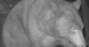 Bẫy gấu ở California bắt nhầm 'nạn nhân' 32 Bẫy gấu ở California bắt nhầm ‘nạn nhân’