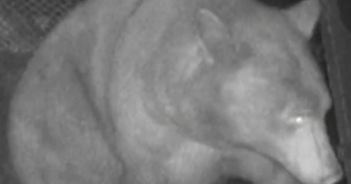 f vert brk ca bear trap 251223.00 00 09 03.Still002 z8r9k0