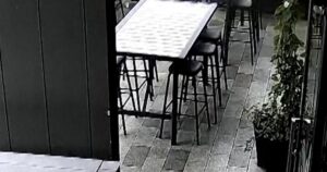 Hải cẩu con ‘đi lạc’ vào quán bar ở New Zealand