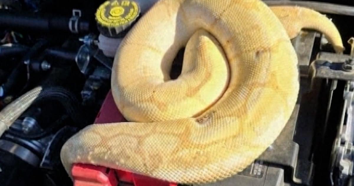 Người đàn ông Mỹ tá hỏa khi phát hiện rắn Ball Python chết trong xe 1 f vert brk snake car 251216.00 00 20 02.Still002 5buspo