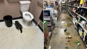 Gấu trúc say rượu làm loạn tiệm rượu ở Virginia, ngủ quên trong nhà vệ sinh 32 Gấu trúc say rượu làm loạn tiệm rượu ở Virginia, ngủ quên trong nhà vệ sinh