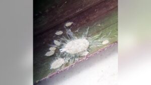 Côn trùng mới đe dọa đồng cỏ chăn nuôi tại Texas 17 Côn trùng mới đe dọa đồng cỏ chăn nuôi tại Texas