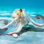 Robot hình bạch tuộc có thể thay đổi màu sắc 52 Robot hình bạch tuộc có thể thay đổi màu sắc