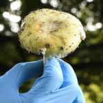 California Cảnh Báo Nguy Hiểm Gia Tăng Ca Ngộ Độc Nấm 58 California Cảnh Báo Nguy Hiểm Gia Tăng Ca Ngộ Độc Nấm