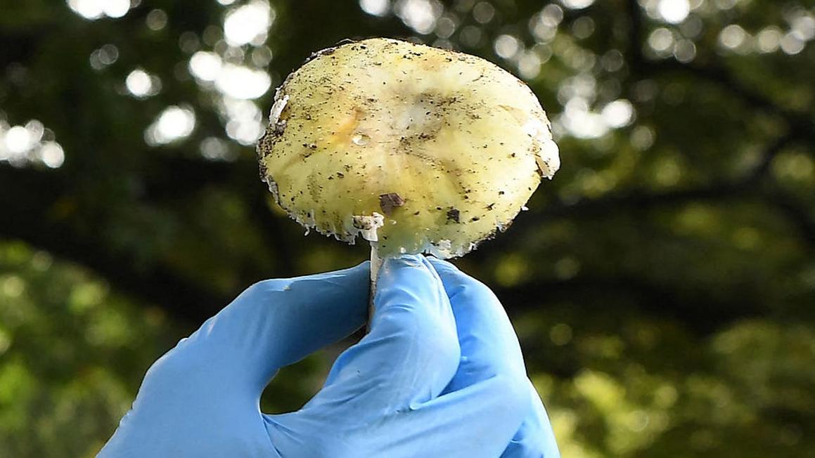 California Cảnh Báo Nguy Hiểm Gia Tăng Ca Ngộ Độc Nấm 1 gettyimages 2223271296