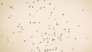 Cúm Gia Cầm Được Xác Nhận Tại Quận Galveston