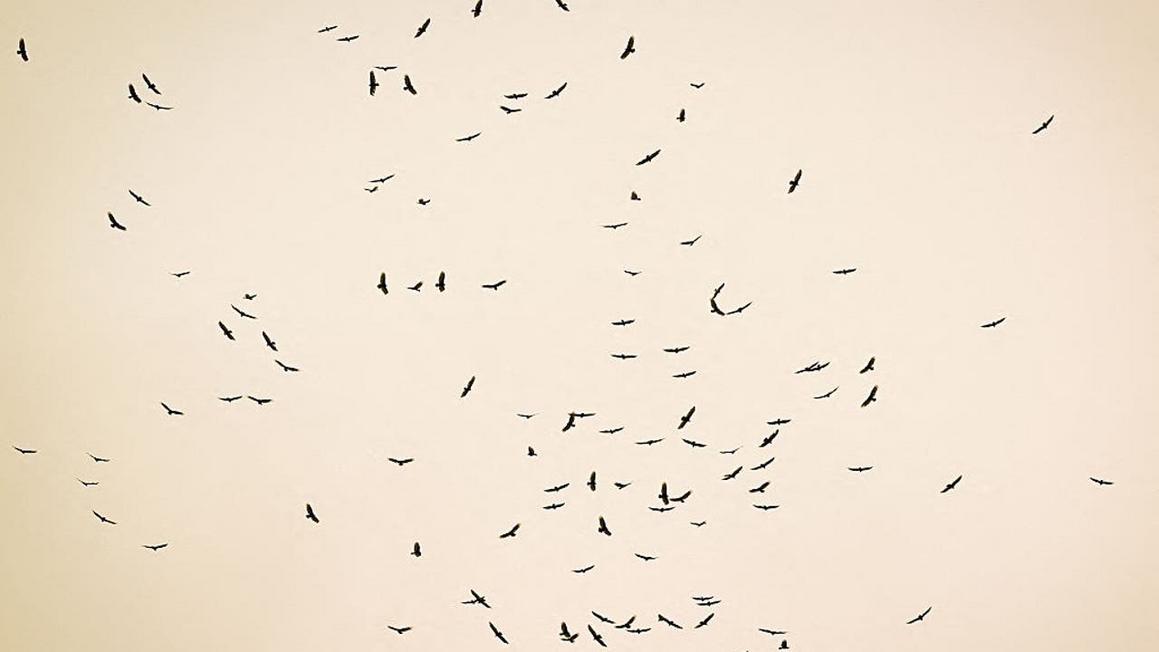 Cúm Gia Cầm Được Xác Nhận Tại Quận Galveston 1 gettyimages 2245821179