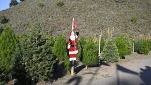 Hướng dẫn tái chế cây thông Noel ở Houston