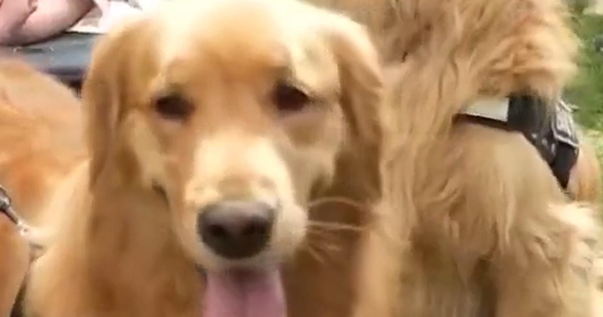 Hàng ngàn chó Golden Retriever tụ họp phá kỷ lục 1 golden group k7l8yf