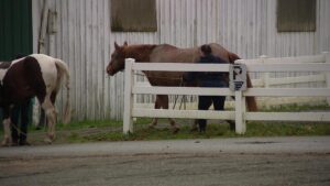 Chủ sở hữu vật nuôi gấp rút di dời vật nuôi do lũ lụt 3 Chủ sở hữu vật nuôi gấp rút di dời vật nuôi do lũ lụt