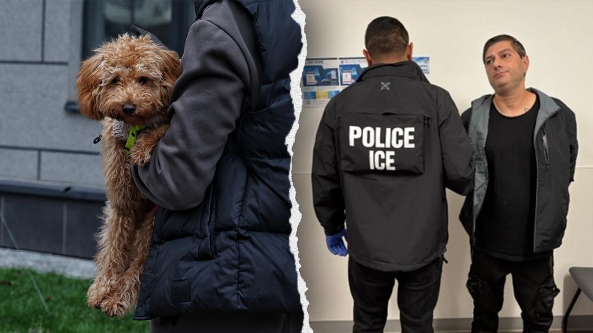 ice arrest dog split