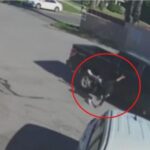 Người bán hàng rong ở Rialto bị xe tuần tra biên giới đụng phải, DHS lên tiếng 37 Người bán hàng rong ở Rialto bị xe tuần tra biên giới đụng phải, DHS lên tiếng